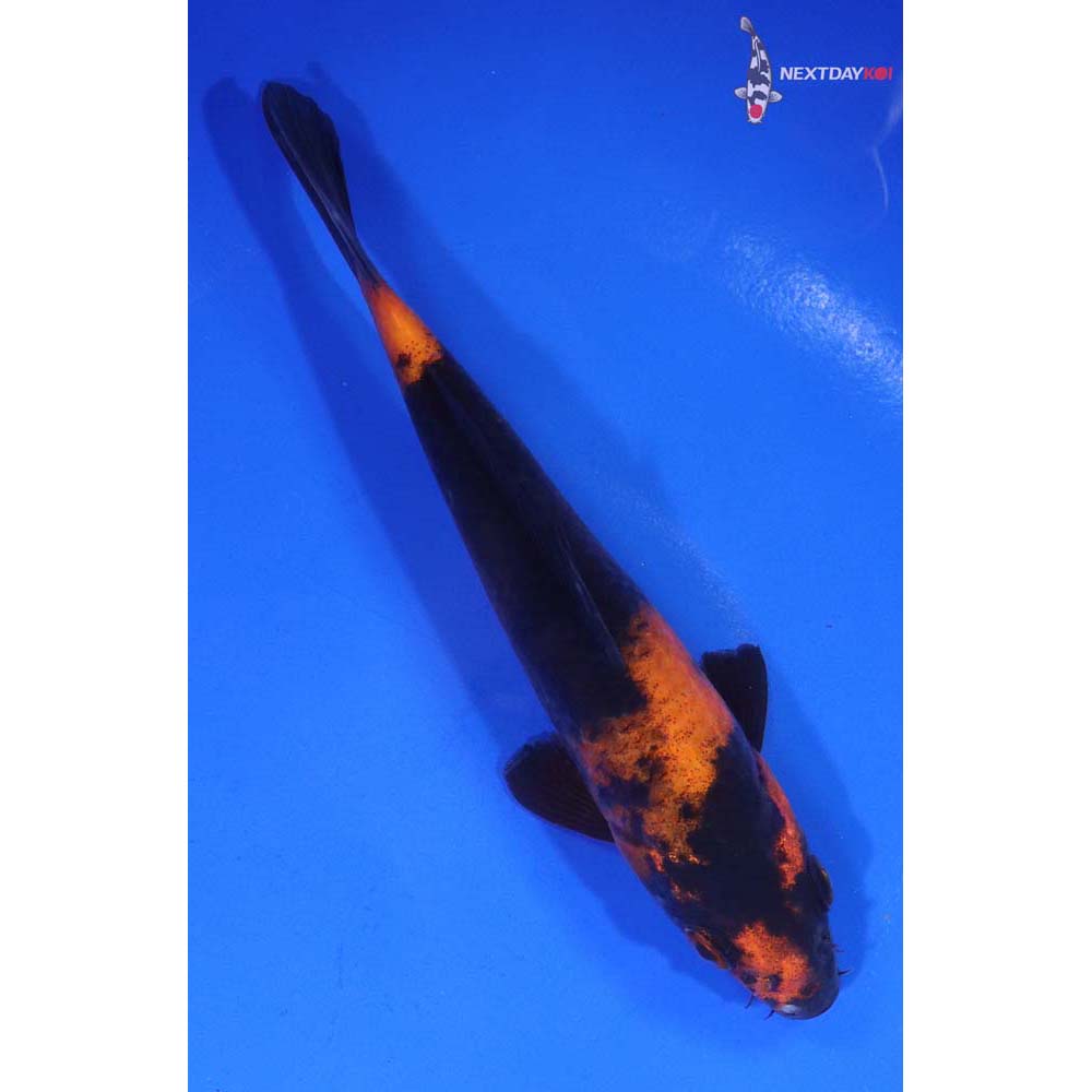 6” Imported Hi Utsuri