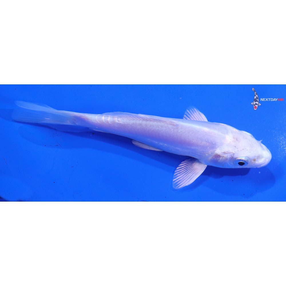 5” Imported Doitsu Platinum Ogon