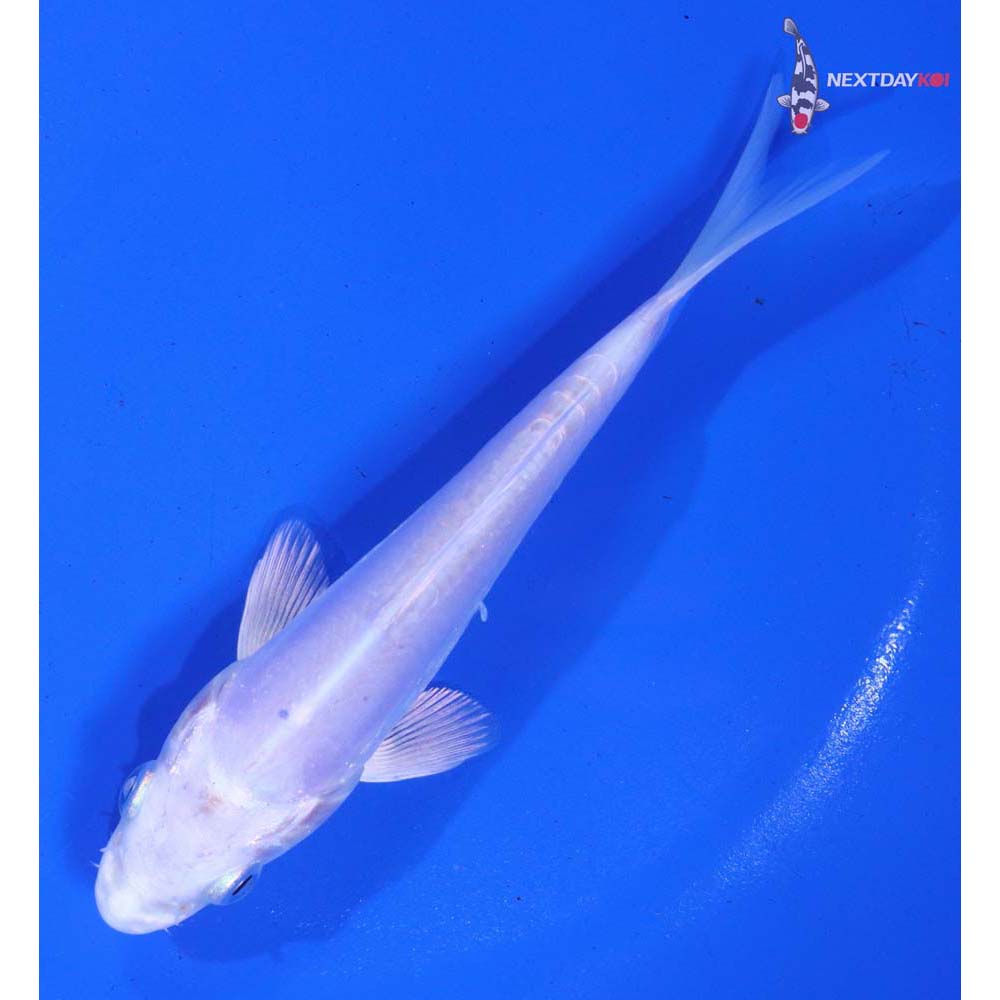 5” Imported Doitsu Platinum Ogon