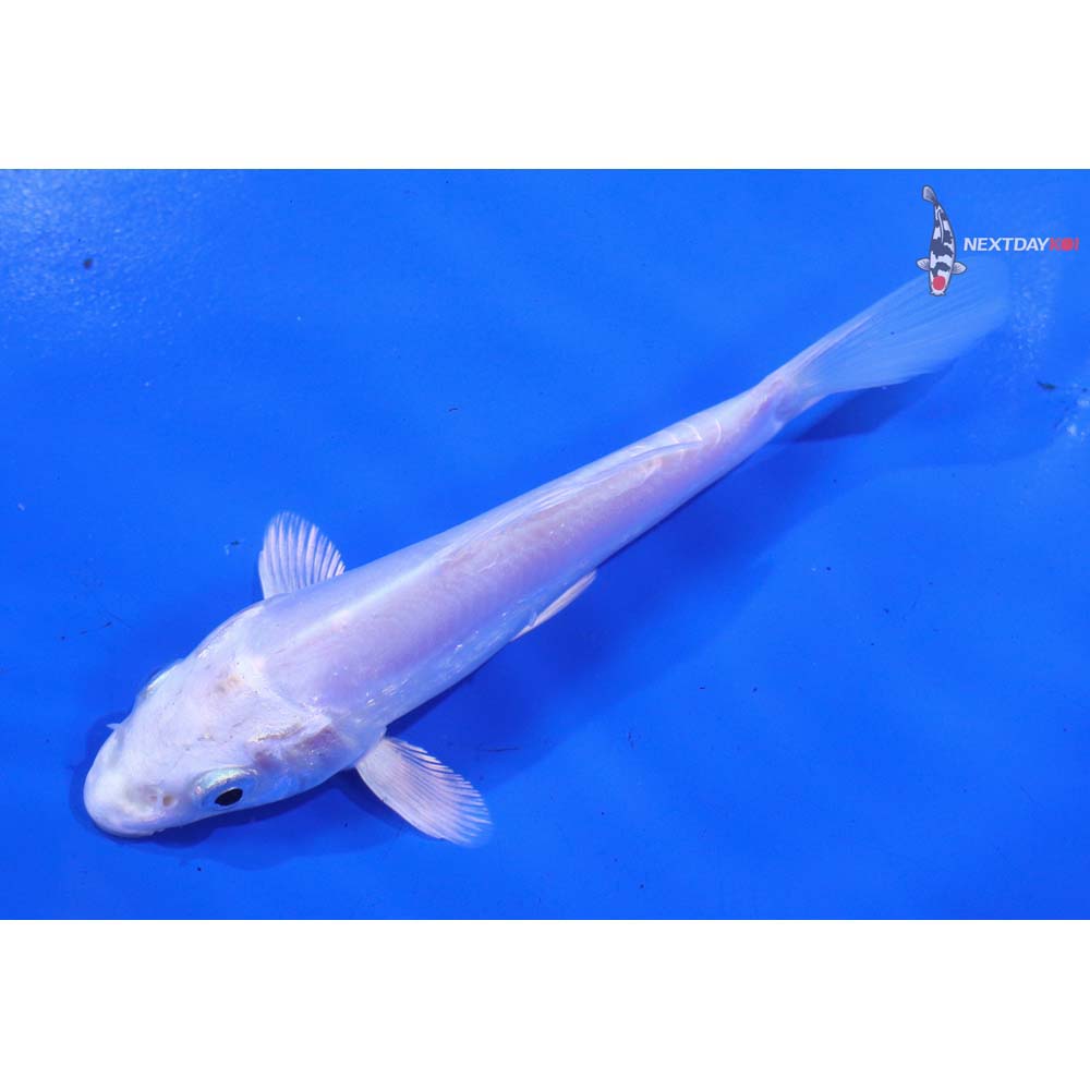 5” Imported Doitsu Platinum Ogon