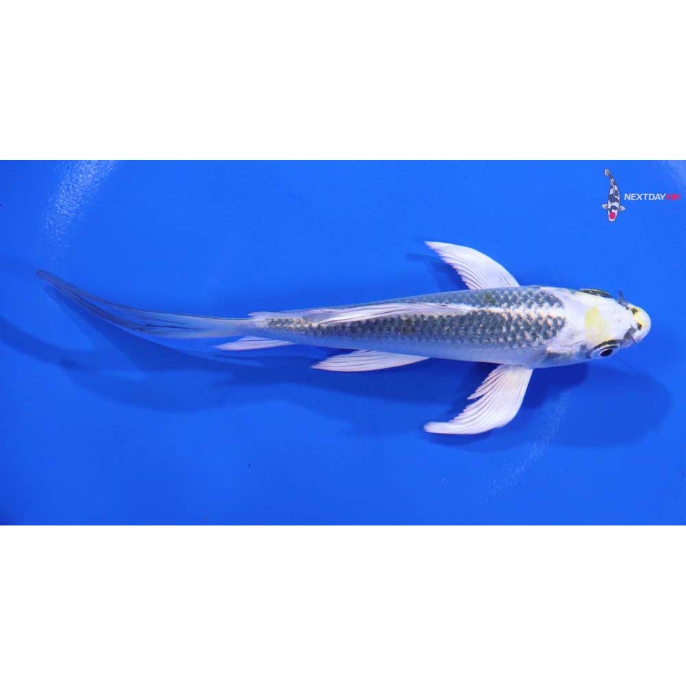 5” Imported Kujaku Butterfly Koi