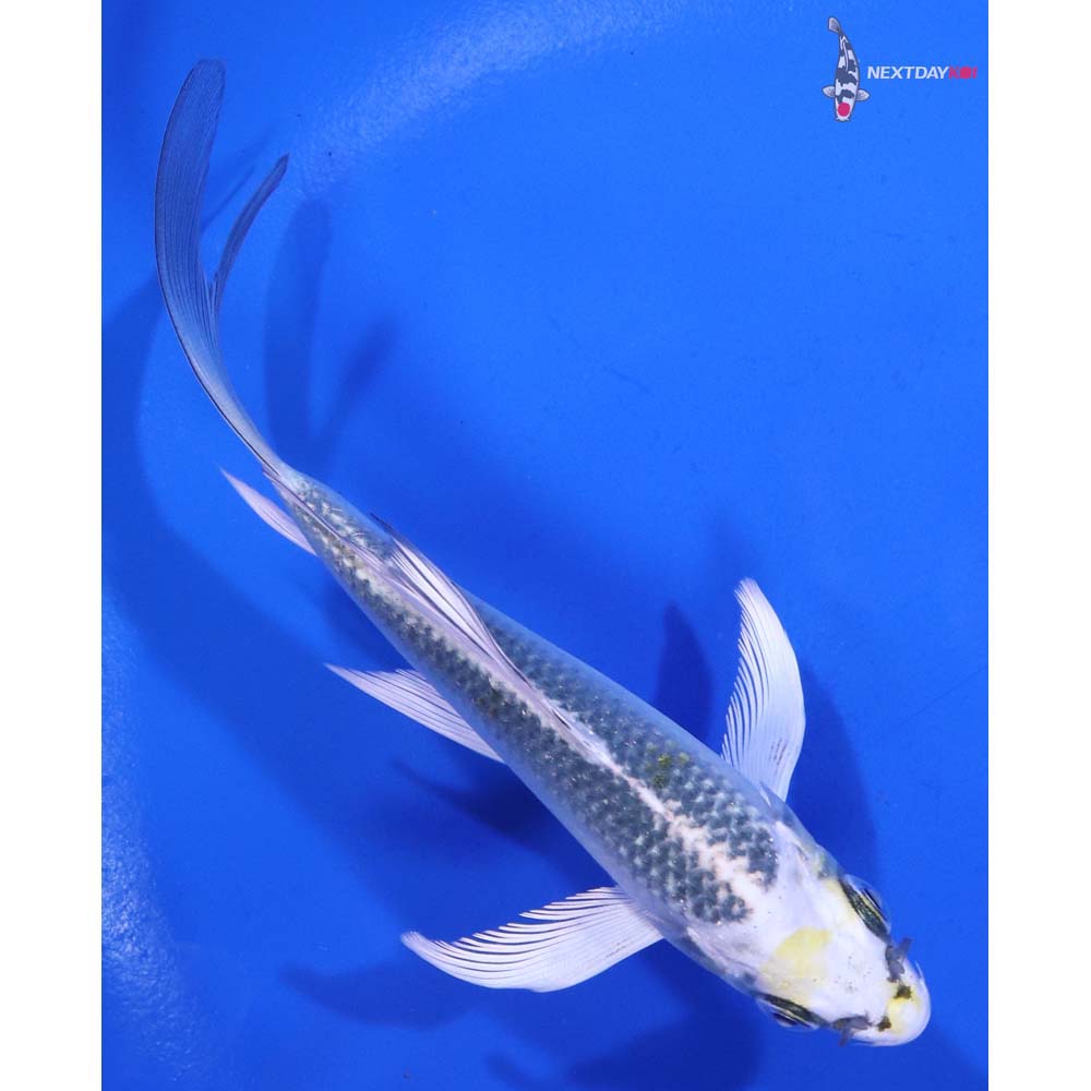 5” Imported Kujaku Butterfly Koi