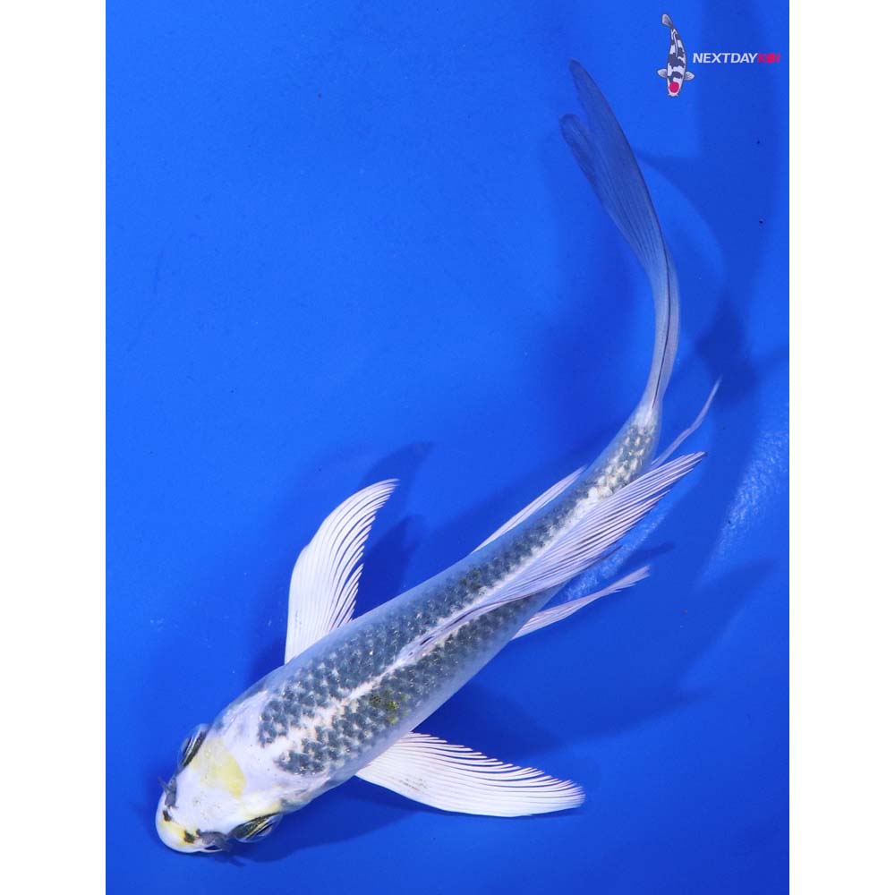 5” Imported Kujaku Butterfly Koi