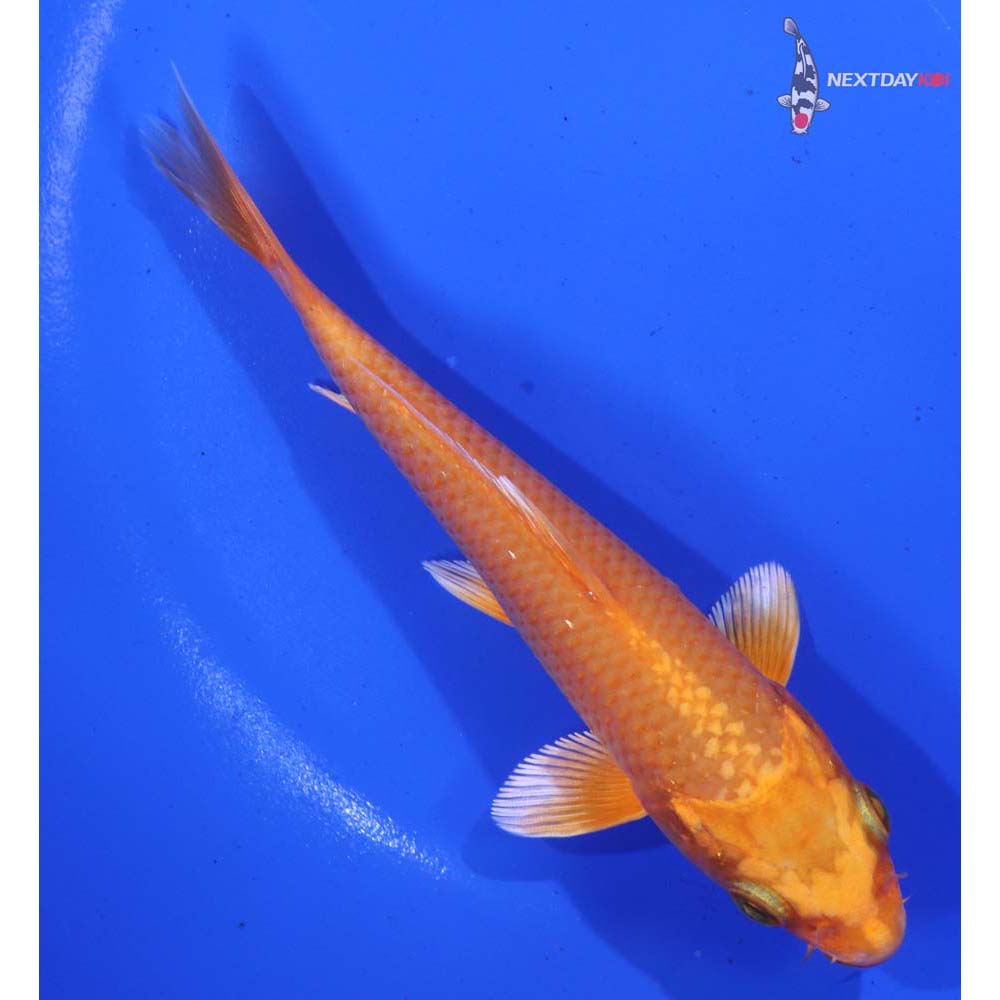 5” Imported Orenji Ogon