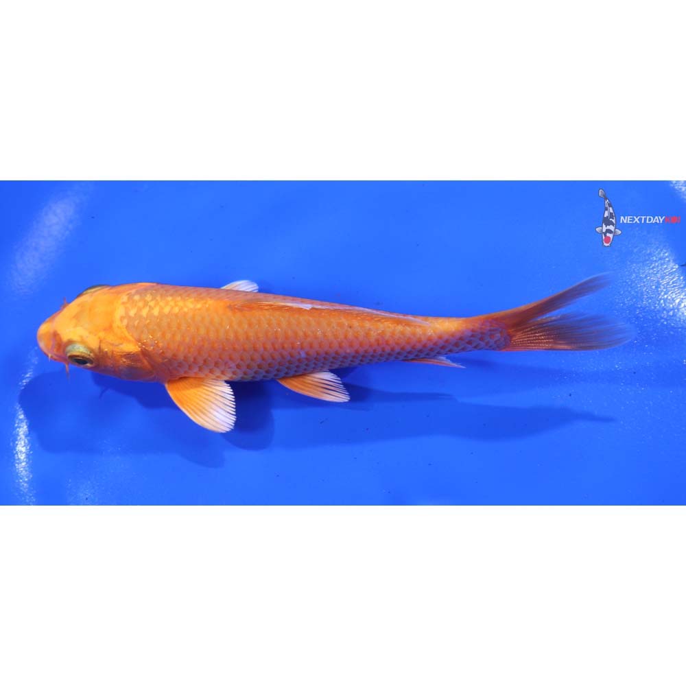 5” Imported Orenji Ogon