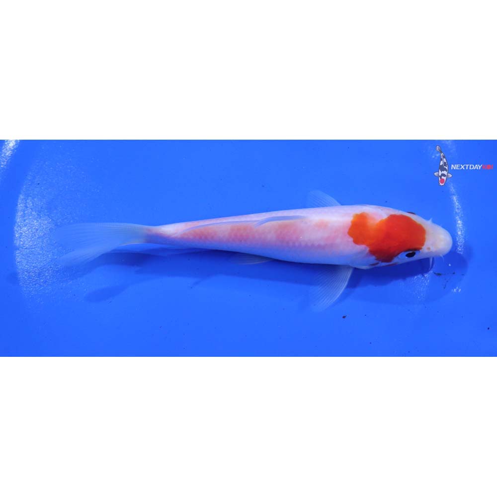 5” Imported Kohaku