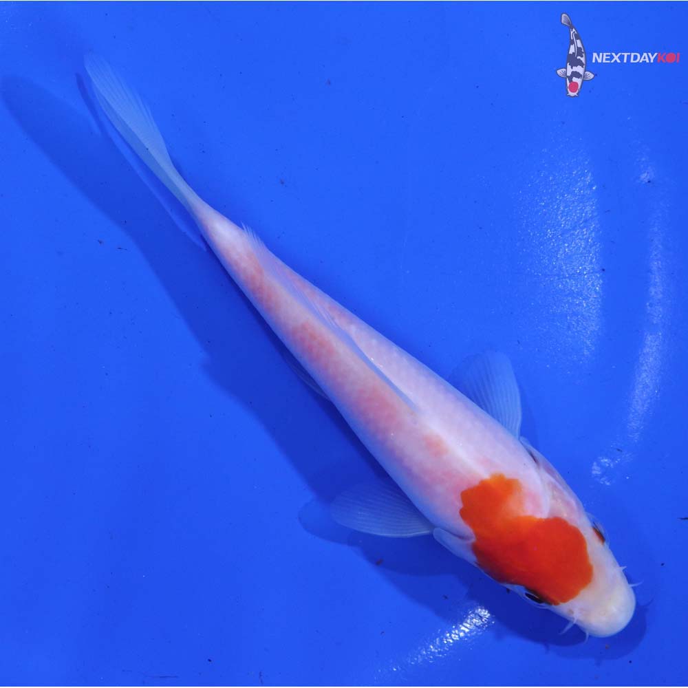 5” Imported Kohaku