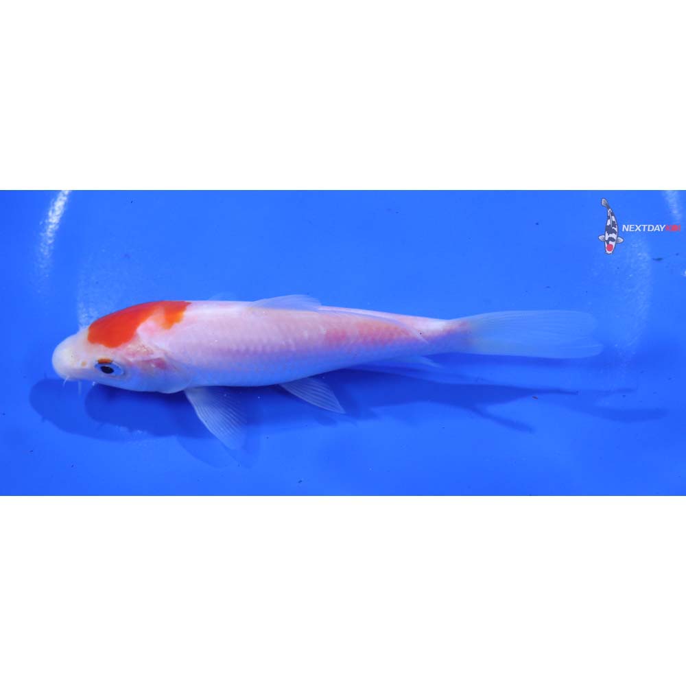 5” Imported Kohaku