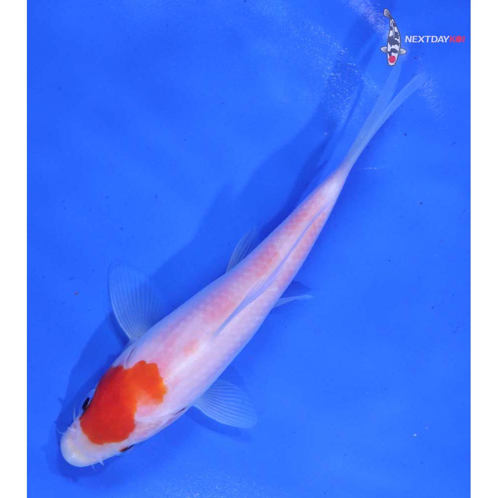 5” Imported Kohaku
