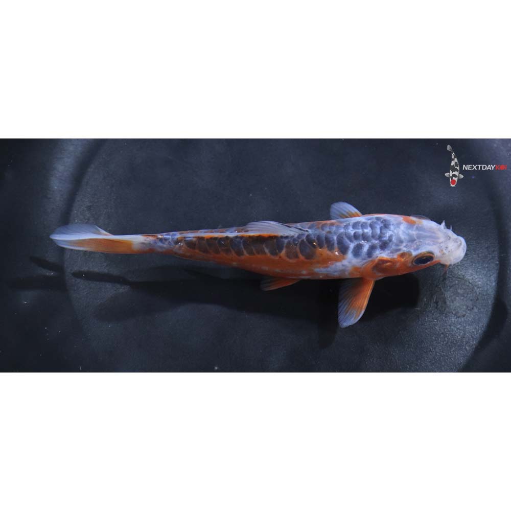 5” Imported Shusui