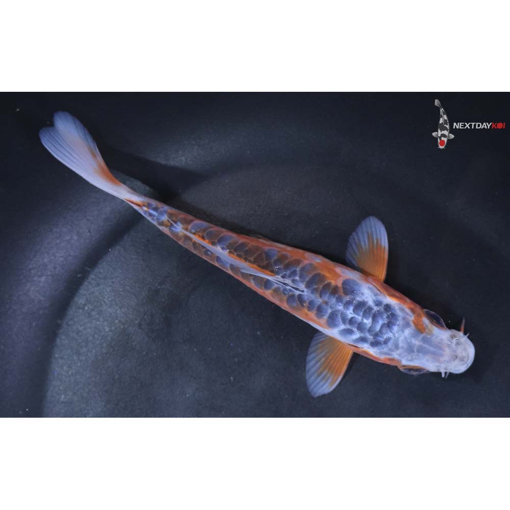 5” Imported Shusui