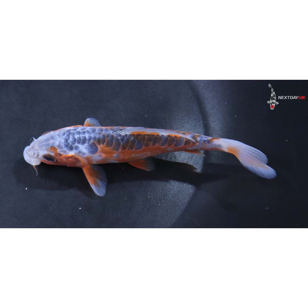 5” Imported Shusui