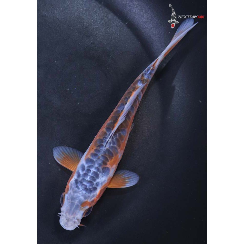 5” Imported Shusui