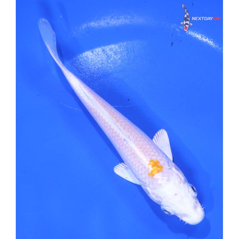 5.5” Imported Hariwake