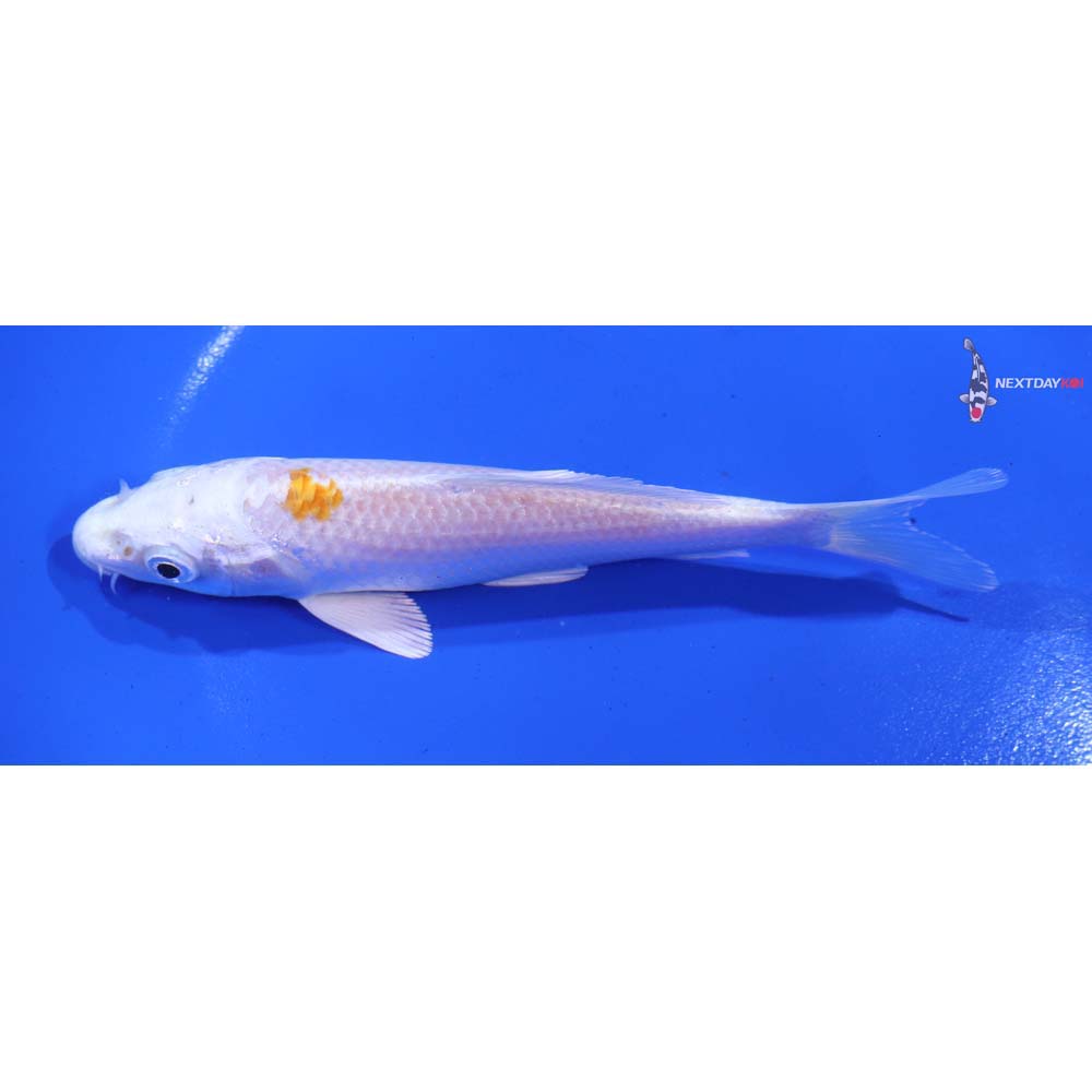 5.5” Imported Hariwake