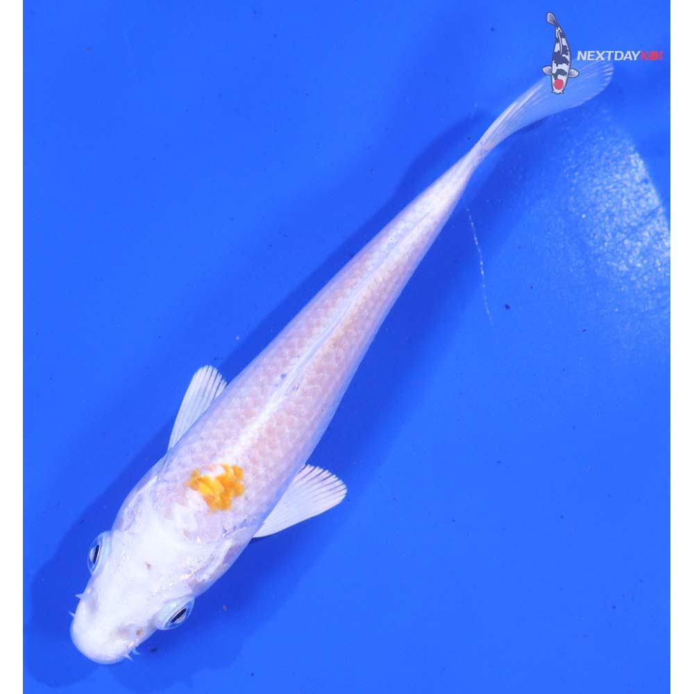 5.5” Imported Hariwake