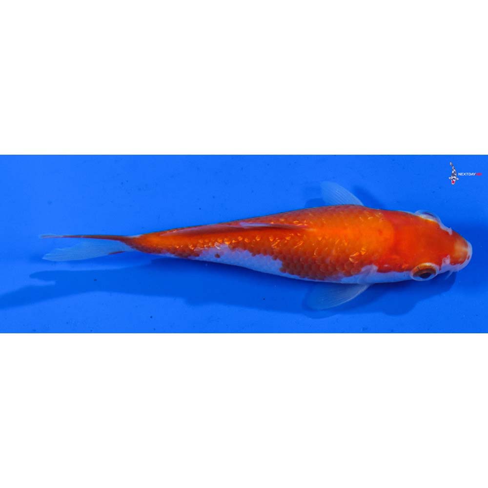 4” Imported Gin Rin Kohaku