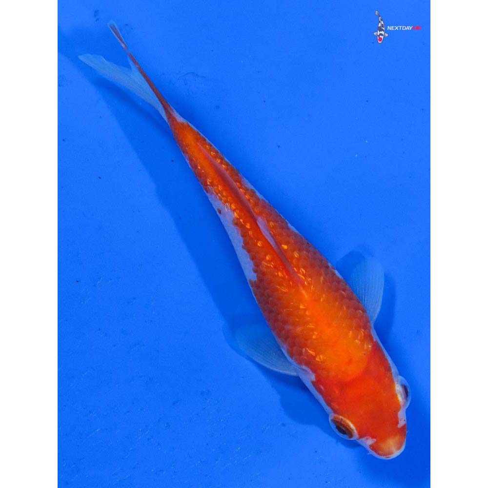 4” Imported Gin Rin Kohaku