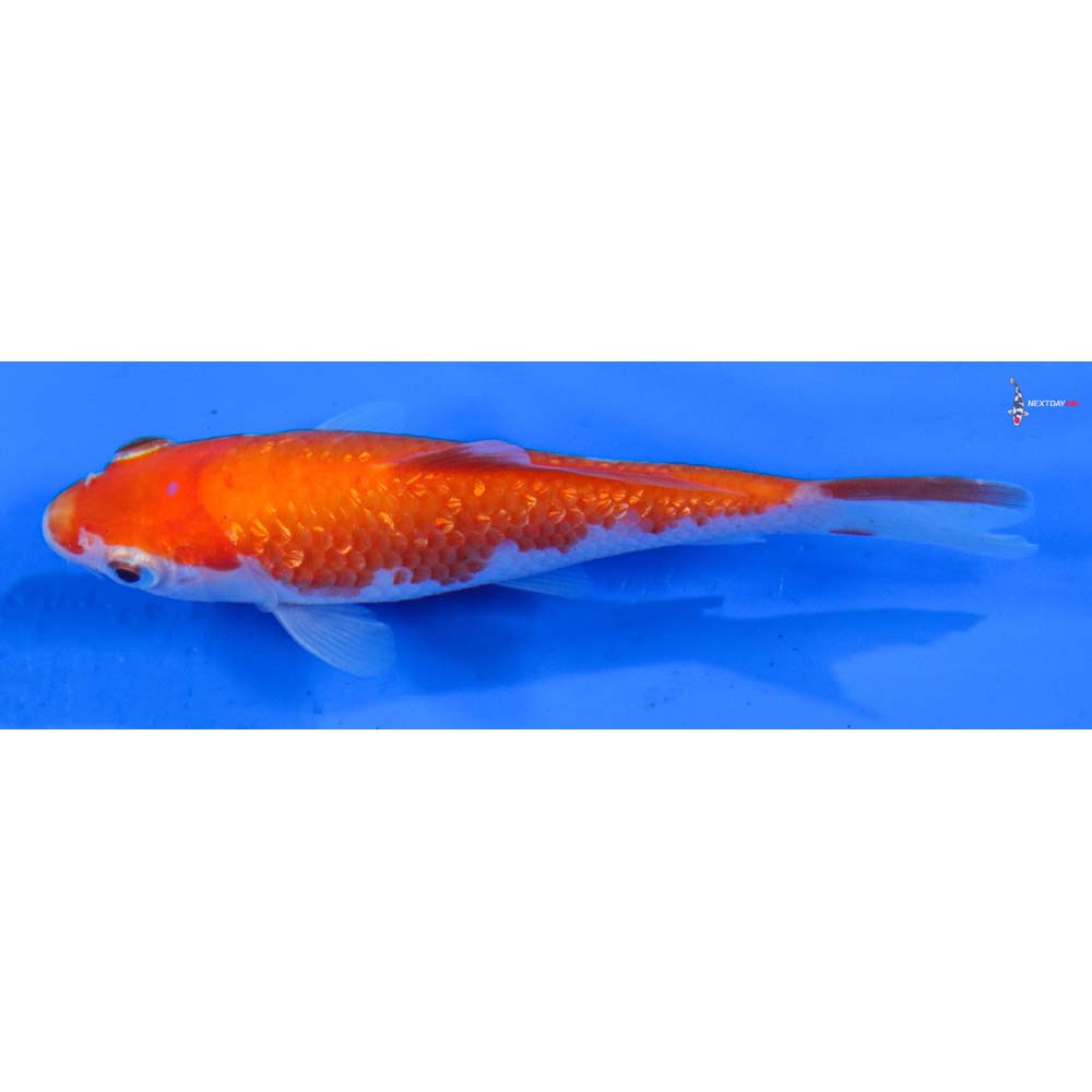 4” Imported Gin Rin Kohaku