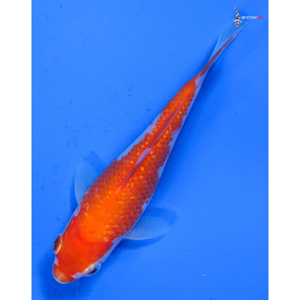 4” Imported Gin Rin Kohaku