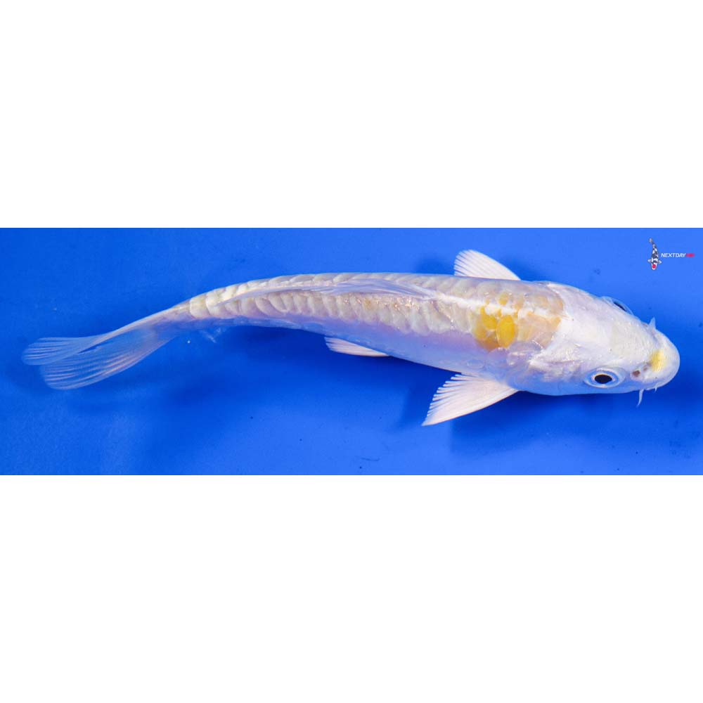 4” Imported Doitsu Lemon Hariwake