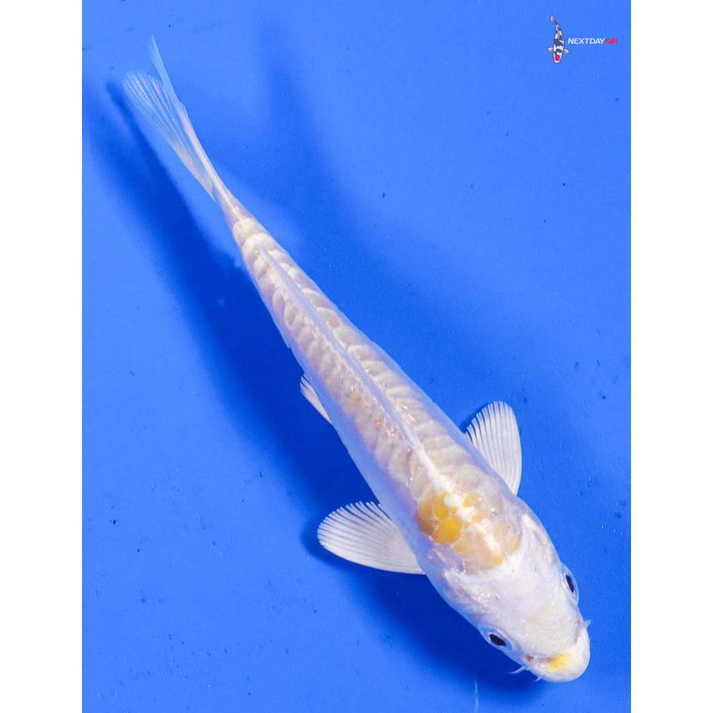 4” Imported Doitsu Lemon Hariwake