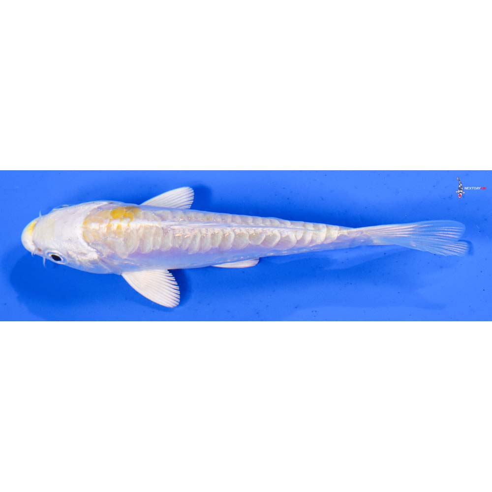 4” Imported Doitsu Lemon Hariwake