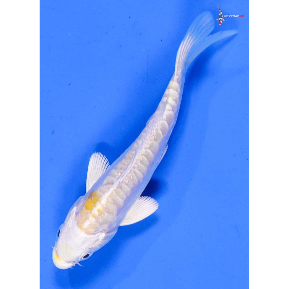 4” Imported Doitsu Lemon Hariwake