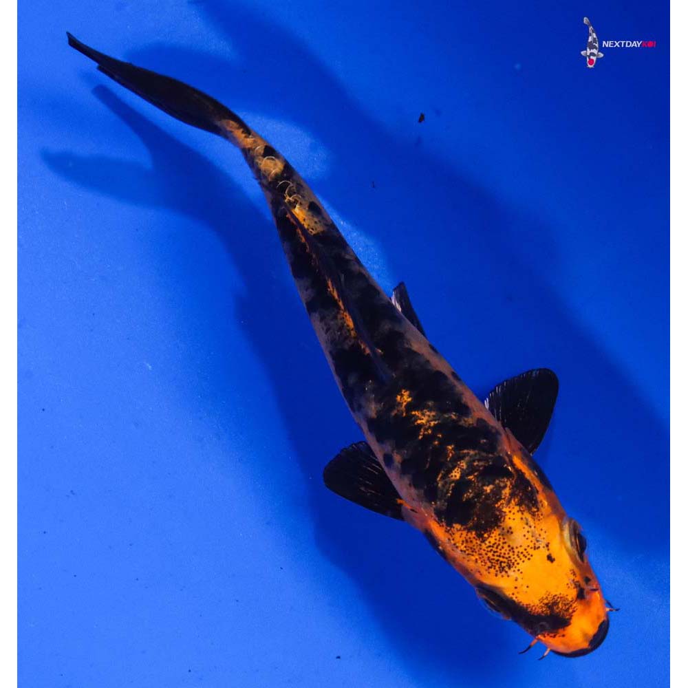 5” Imported Kin Aka Bekko