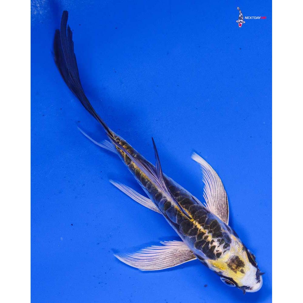 5” Imported Doitsu Kujaku Butterfly Koi