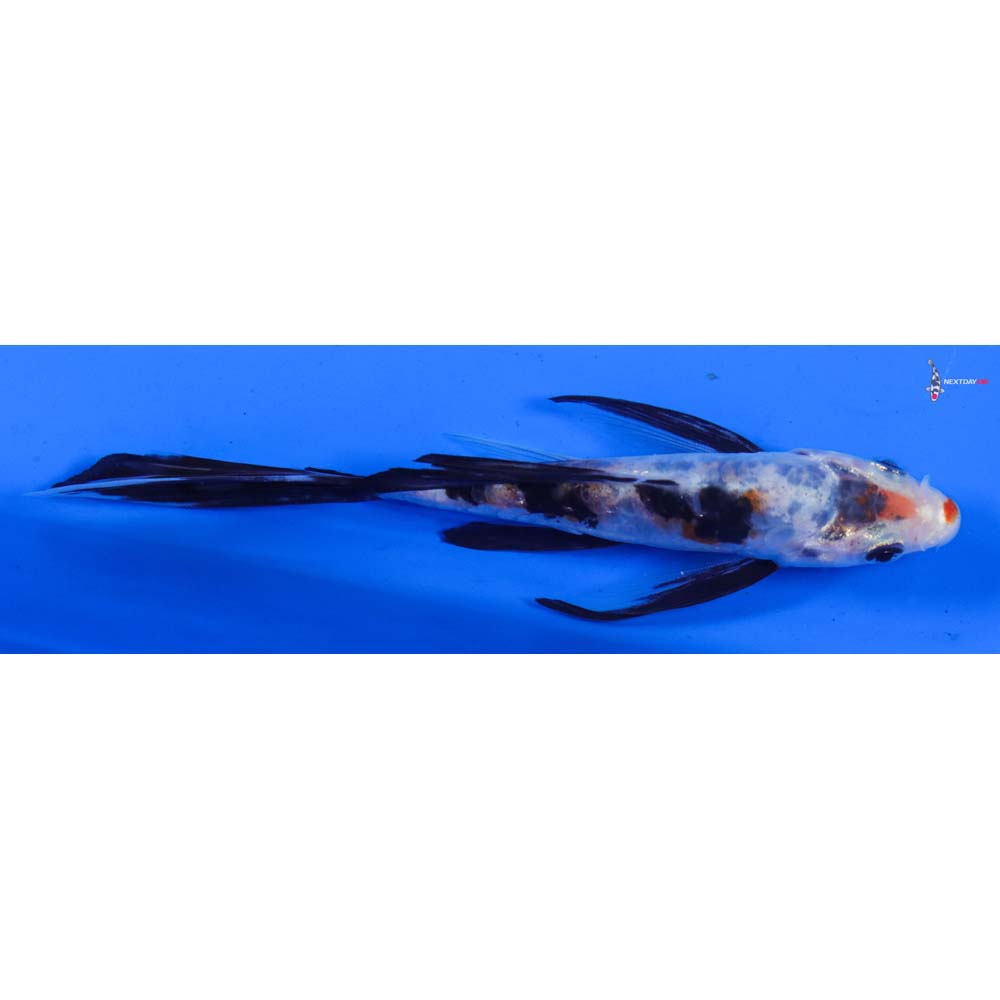 5” Imported Doitsu Sanke Butterfly Koi