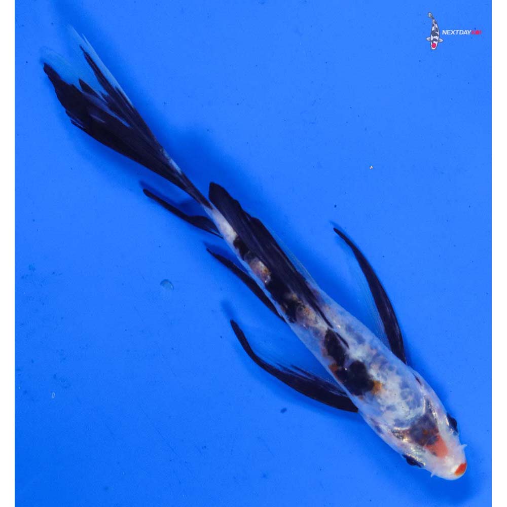 5” Imported Doitsu Sanke Butterfly Koi