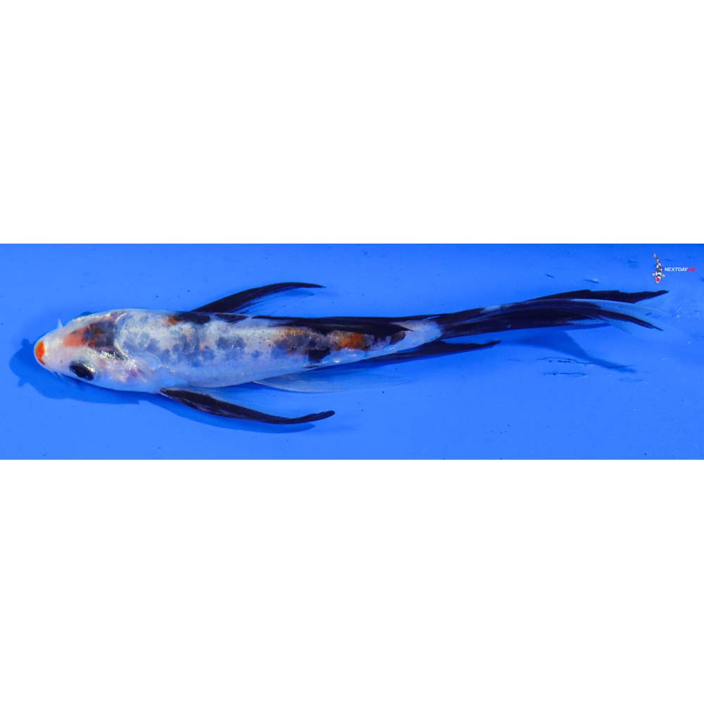 5” Imported Doitsu Sanke Butterfly Koi