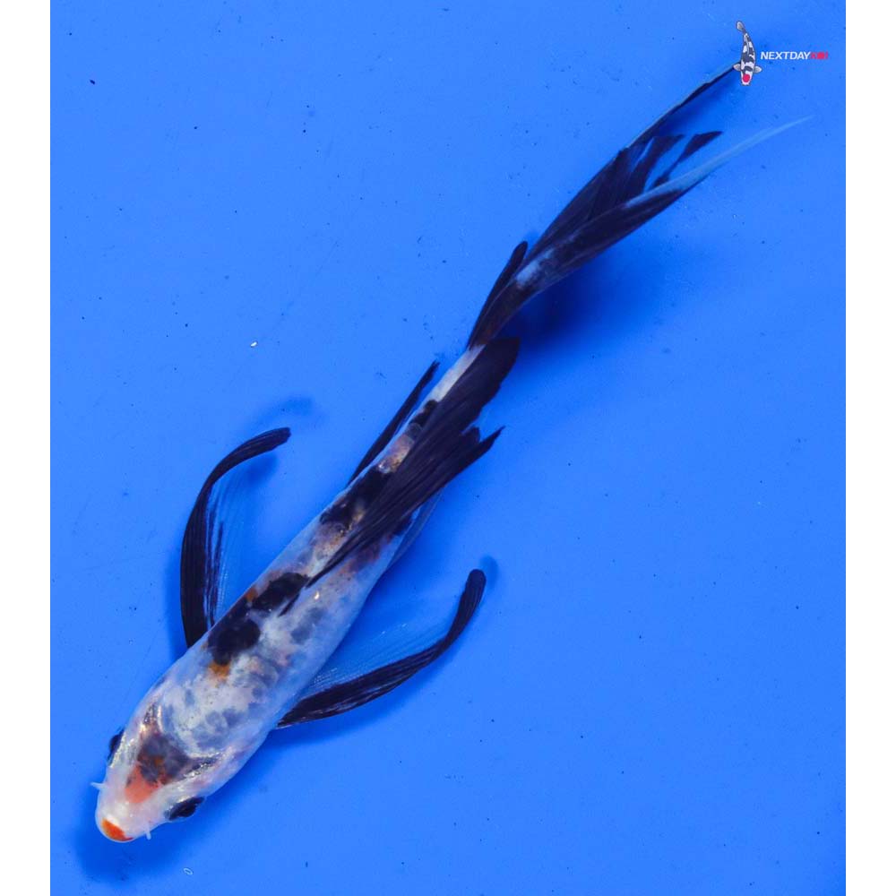 5” Imported Doitsu Sanke Butterfly Koi