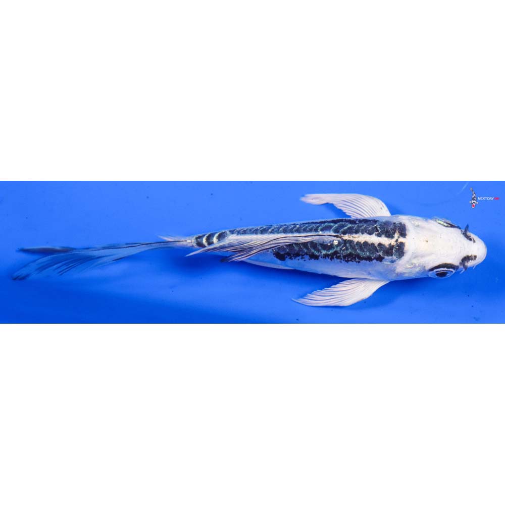 5” Imported Doitsu Gin Matsuba Butterfly Koi