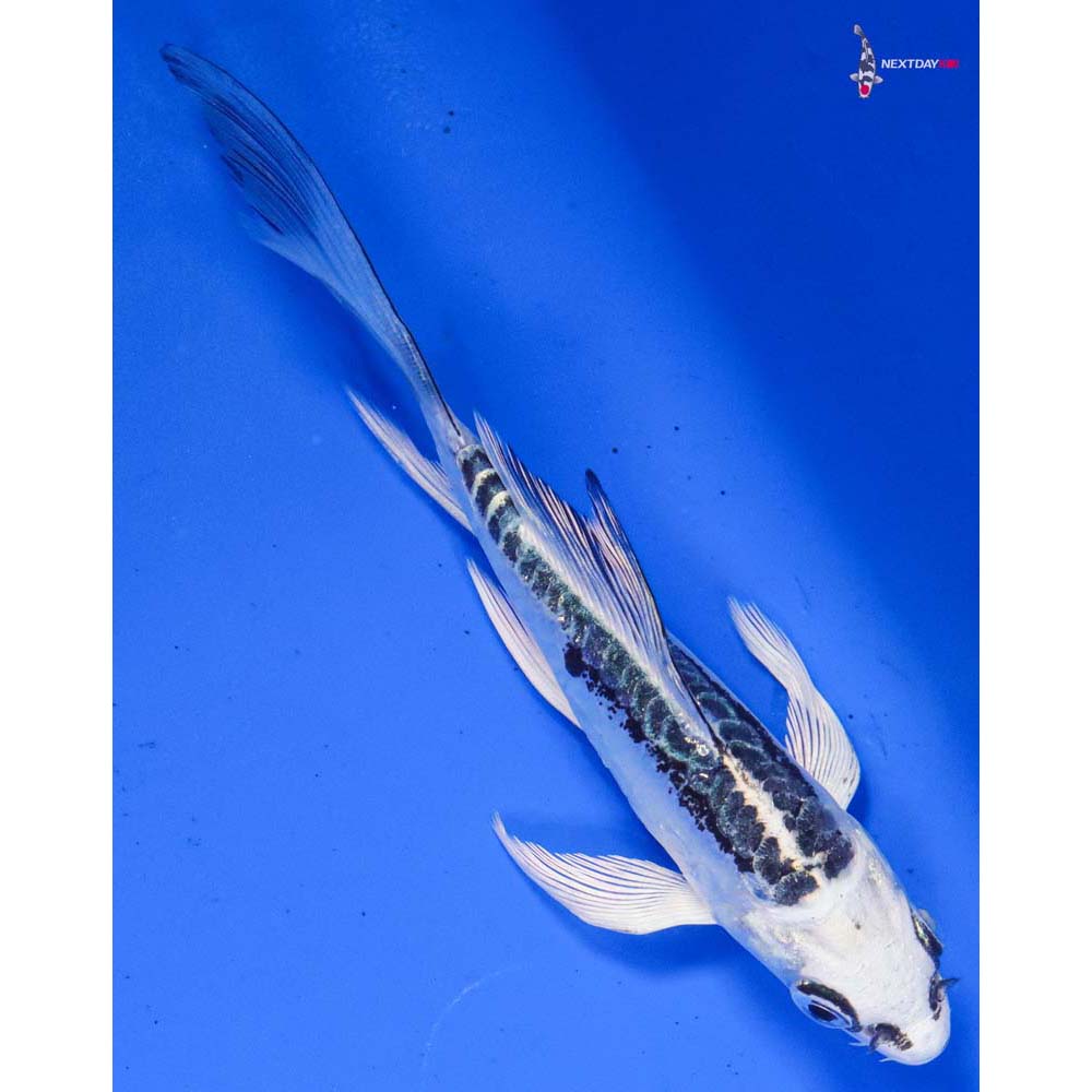 5” Imported Doitsu Gin Matsuba Butterfly Koi