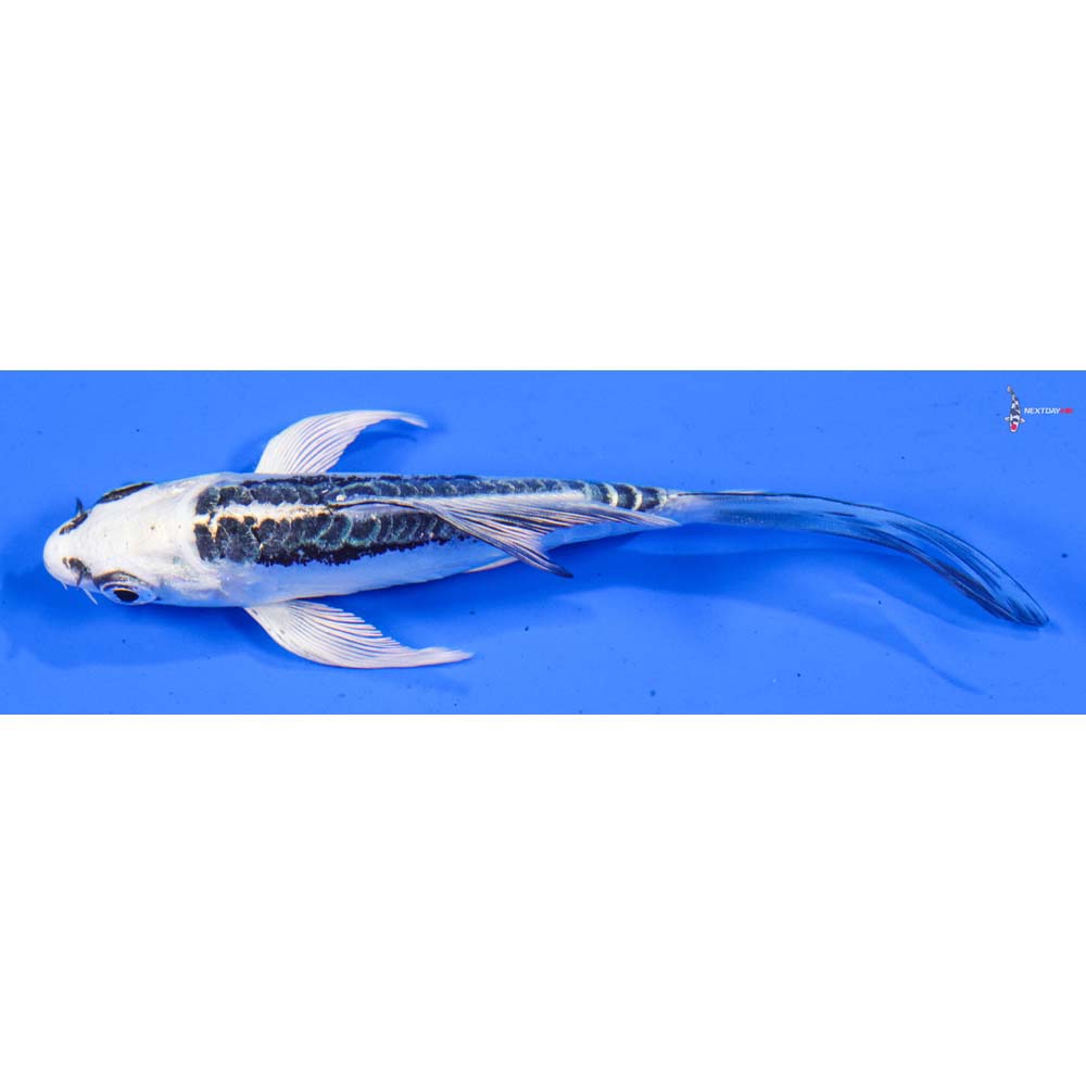 5” Imported Doitsu Gin Matsuba Butterfly Koi