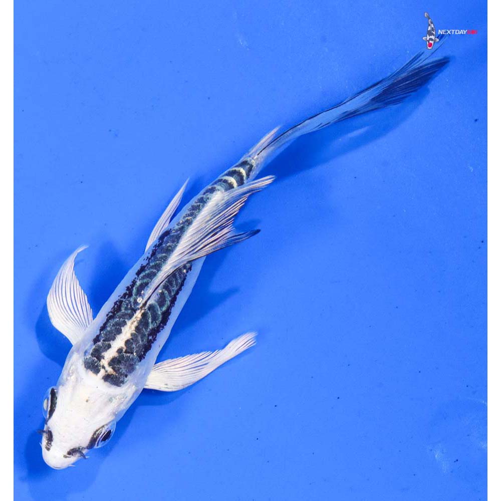 5” Imported Doitsu Gin Matsuba Butterfly Koi