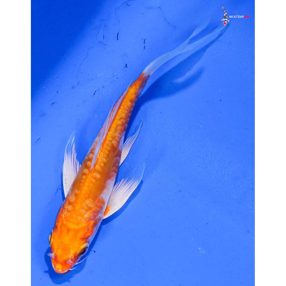 4.5” Imported Kikusui Butterfly Koi