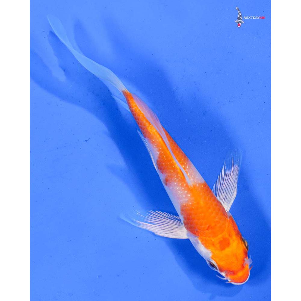 4.5” Imported Hariwake Butterfly Koi