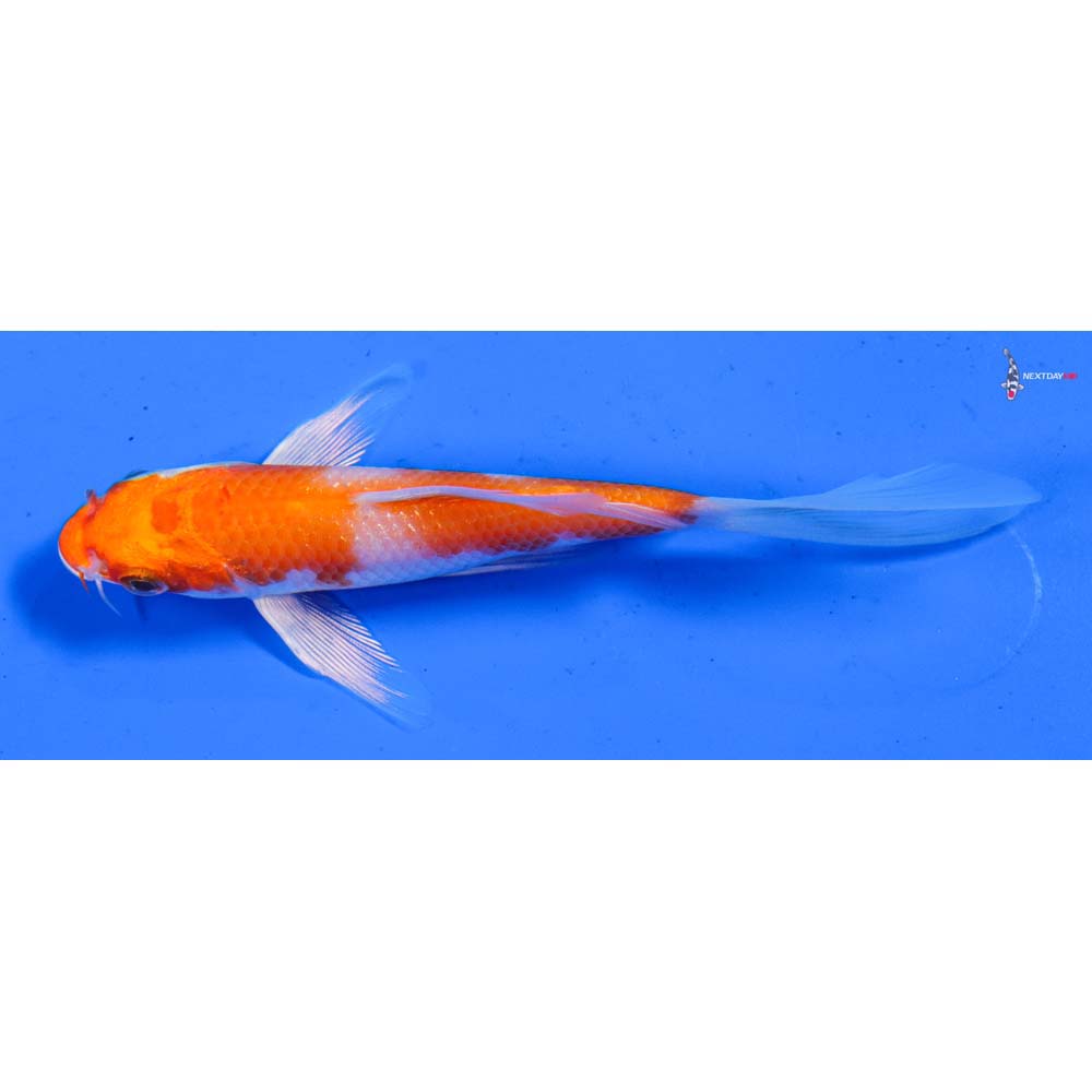 4.5” Imported Hariwake Butterfly Koi
