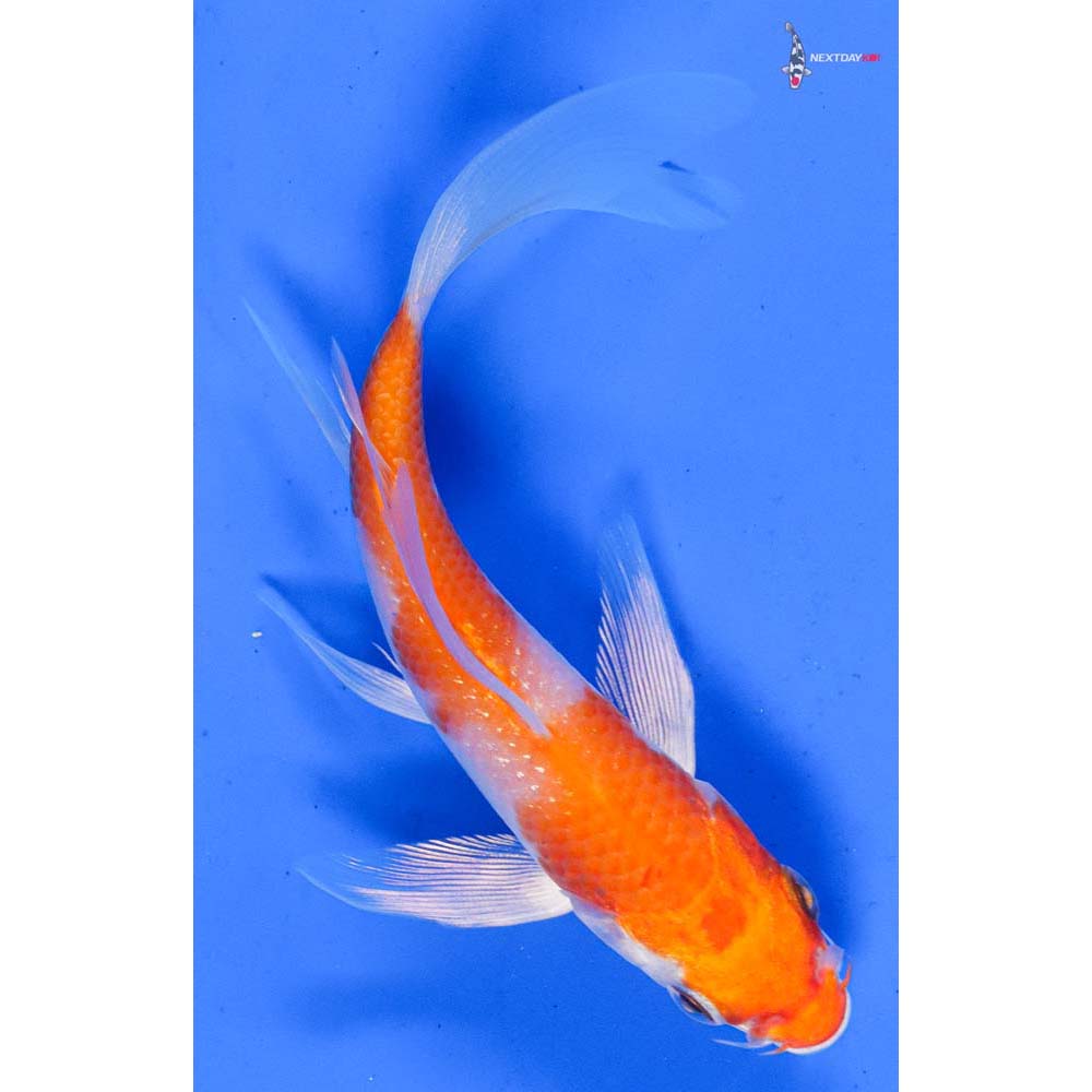 4.5” Imported Hariwake Butterfly Koi