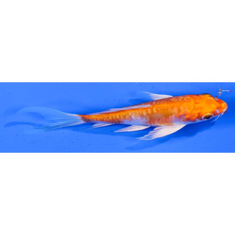 4.5” Imported Kikusui Butterfly Koi