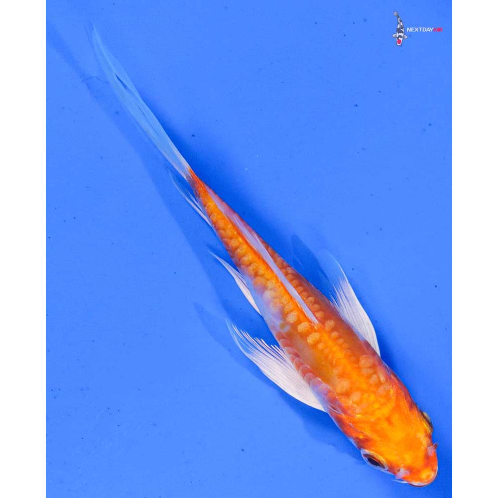 4.5” Imported Kikusui Butterfly Koi