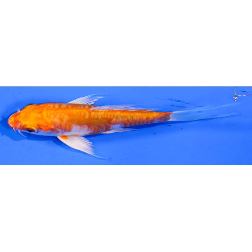 4.5” Imported Kikusui Butterfly Koi