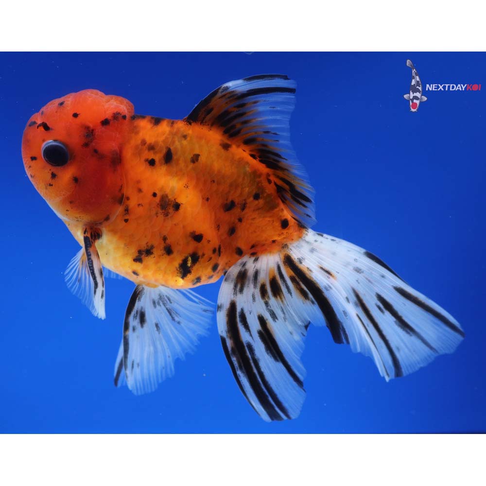 5.5” Imported Male Calico Oranda