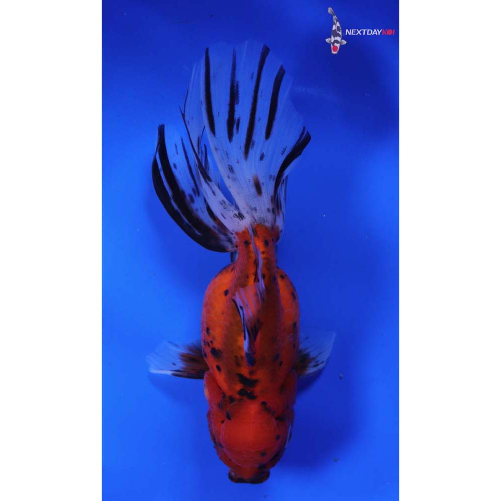 5.5” Imported Male Calico Oranda