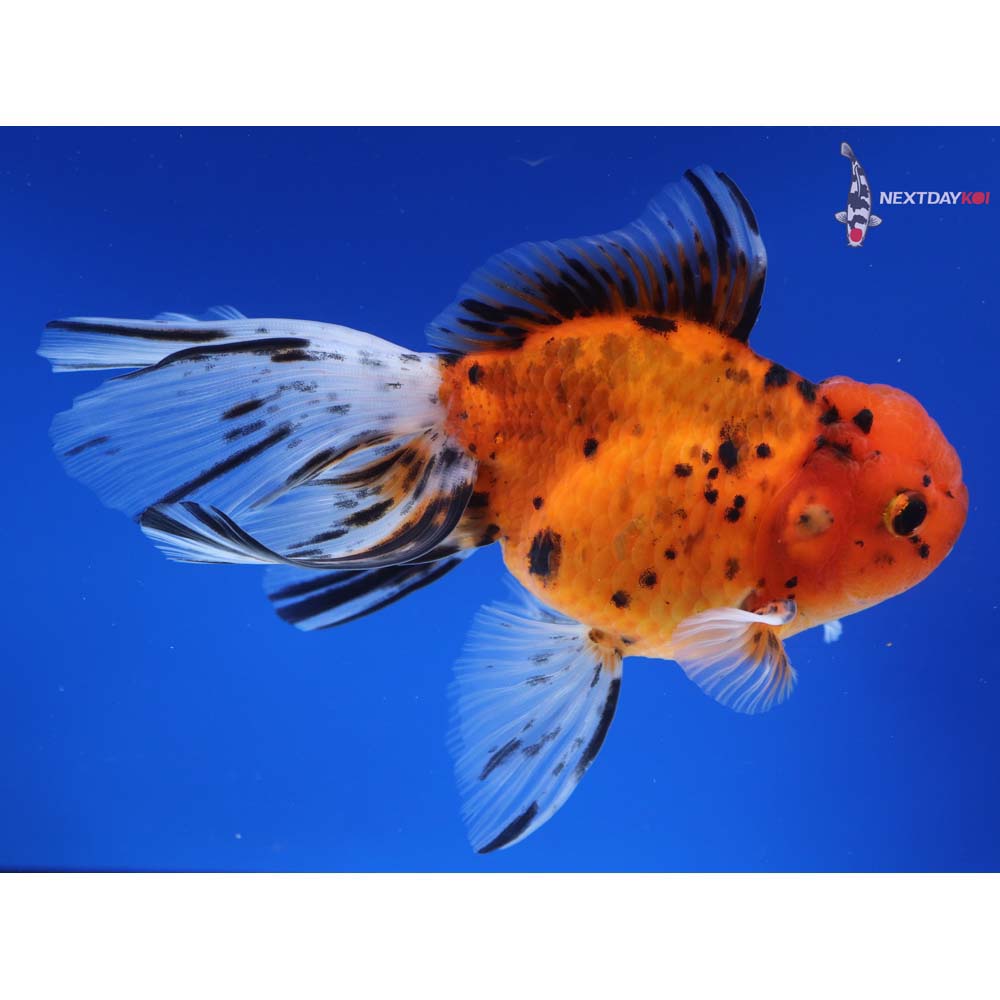 5.5” Imported Male Calico Oranda