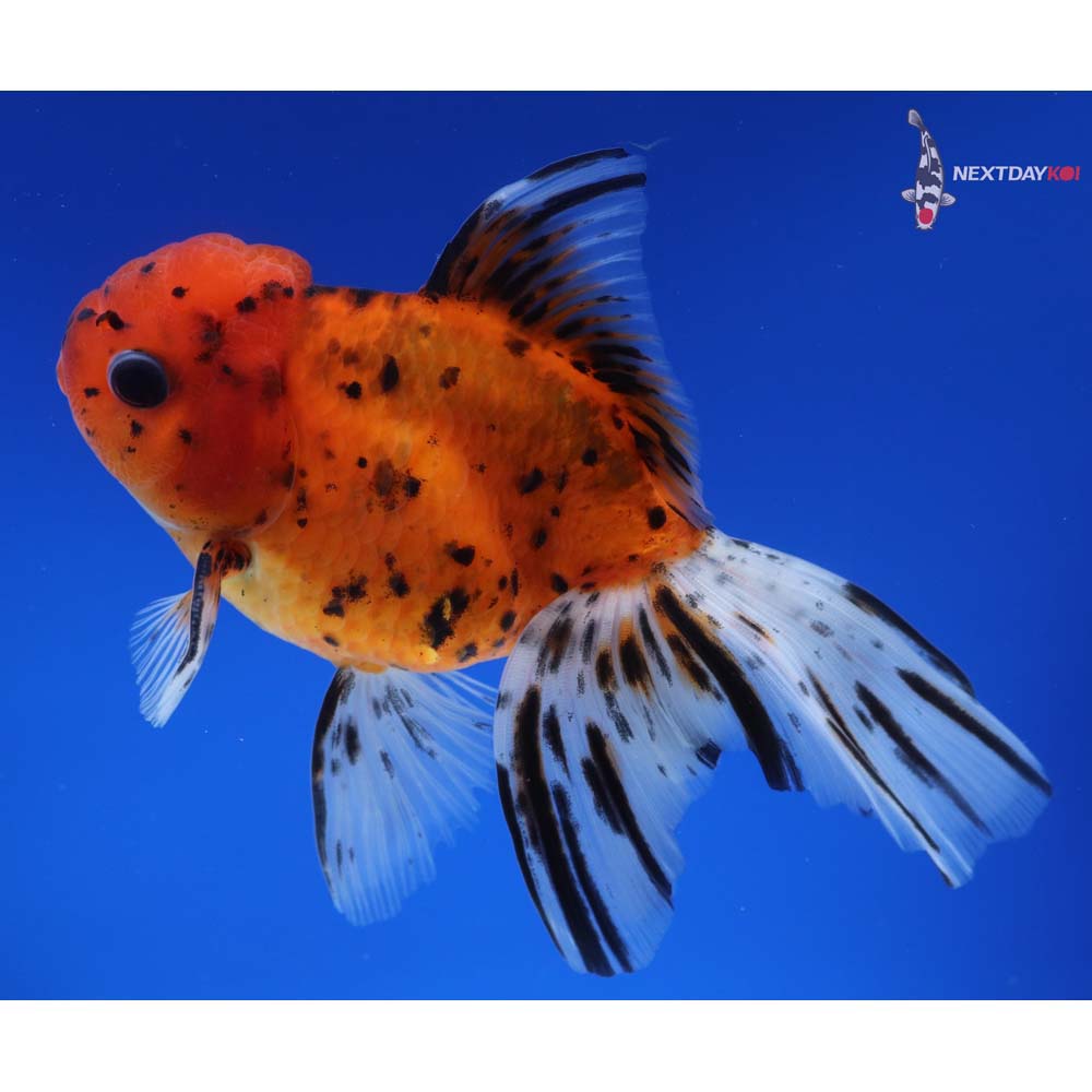 5.5” Imported Male Calico Oranda