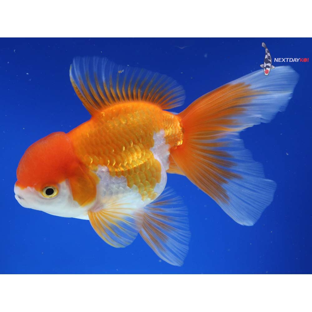 5.5” Imported Red and White Oranda